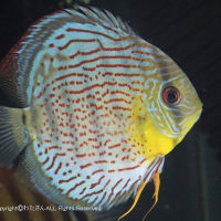 What A Wonderful Wild Caught Discus "Upper Tefe River Royal Green " 
