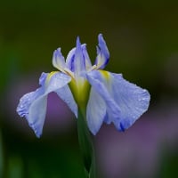 梅雨の貴婦人