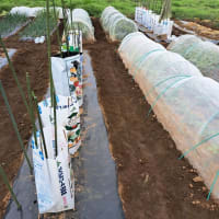 土寄せ・・菜園作業の一つの技