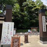 花菖蒲