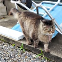 クラウス凱旋？