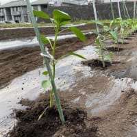 ピーマンを植え付けました(^^)/ (5月16日)
