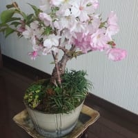 ６年育てた桜の盆栽