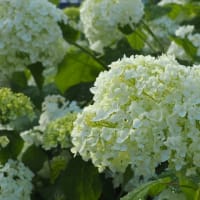 紫陽花