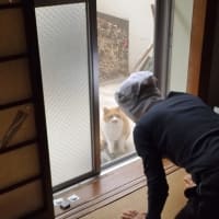 えっ　猫だ