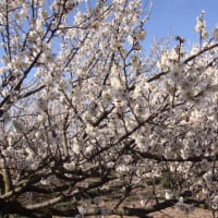梅干し通信