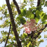 武蔵野公園のギョイコウ桜