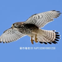 チョウゲンボウ