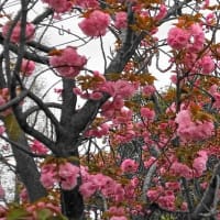 八重桜がほぼ満開　打上川治水緑地