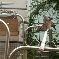 サクサク