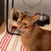 miaw miaw