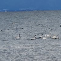 琵琶湖に、白鳥が！