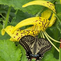 オウゴンオニユリにナミアゲハ