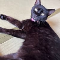 障子張り替え