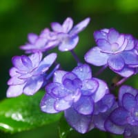 雨に濡れて輝く紫陽花