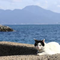 九州E島の猫たち　2024年3月　その20