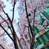 春分の日🌸