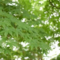青水無月の青楓。