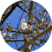 安井金毘羅宮（安井神社）の桜