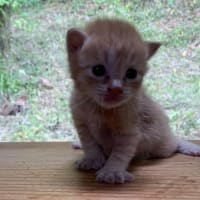 企業に捨てられた猫達のその後