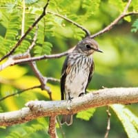 塩崎海岸の帰りには初見のエゾビタキ