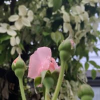 薔薇が再び