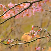 桜咲く