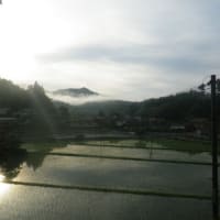 今朝のからしろ館もうり