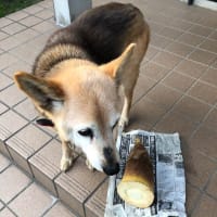 桜の続き、、