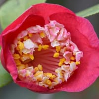 鉢植えの椿（１８）「肥後椿の紅花種」