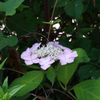 庭の紫陽花たちのアップデート　何故か遅いウチの庭　　　　　　2024.06.19（1）