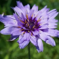 夏の花：カタナンケ’アモーレ・ブルー’