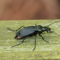 甲虫　その１．