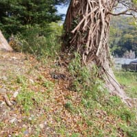 愛媛県愛南町、久良西真浦「若宮神社・久良の大クス」（町指定）です！！