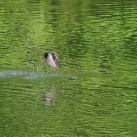 ウグイスとツバメ