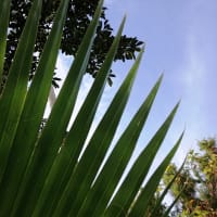 シェーファーすごく気に入った