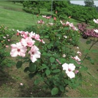 八王子農園のバラ