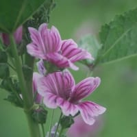 水無月に咲く花