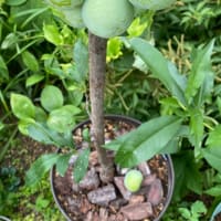 もも《白鳳》落下