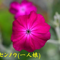 オオカモメヅル