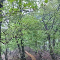 雨の菰釣山(こもつるしやま)〜西丹沢