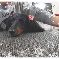 今年も、ココちゃん♪