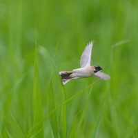 春から初夏への小鳥たち