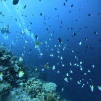 続・西ミンドロにある幻の環礁(^^♪