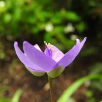 ミドリハカタカラクサ　　　もれふるショカイロのひかり　　　　　千葉、房総のクニ