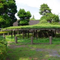 栃木県真岡市、亀山１丁目「太子の笠松」（県指定・とちぎの名木）です！！