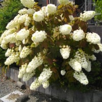 きけんなあつさ？
