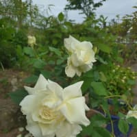 母の庭の５月のバラ