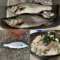 2025年1月13日【北条湾釣行】我が家の兄妹猫の夕食は釣りたてのヒラスズキの肝と頭（カシラ）を焼いたもの