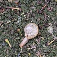 まさかね🐌